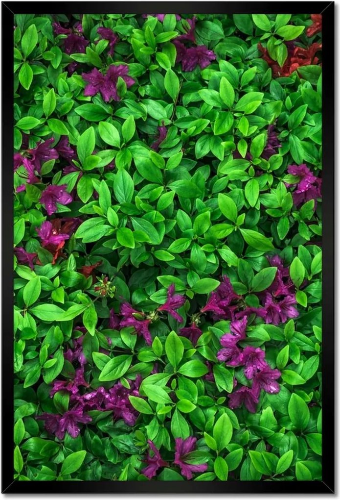 Poszterek keretben 40x60 Kerti azálea