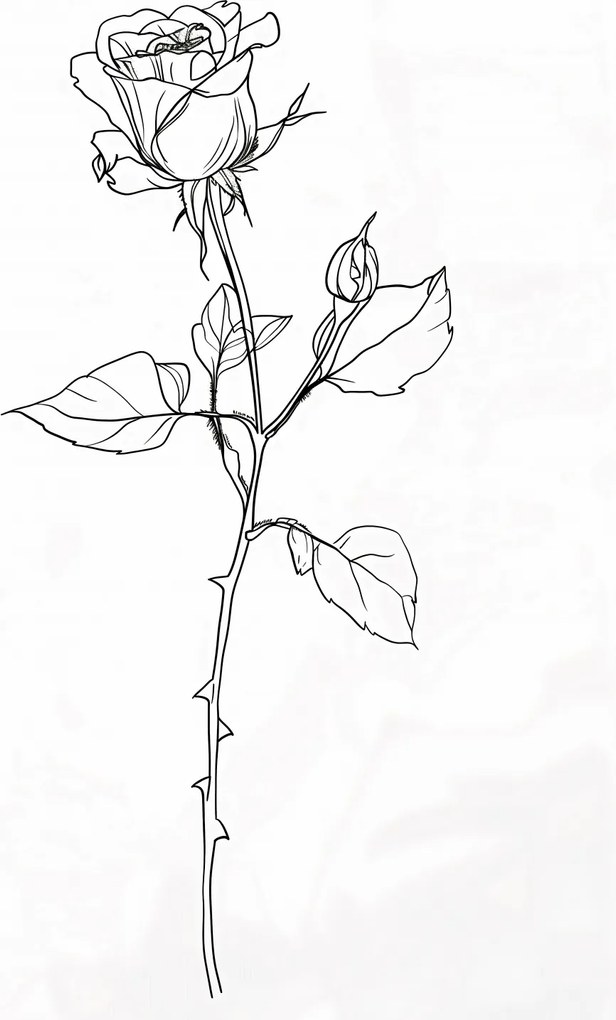 Poszter 42x59,4cm Rózsa kontúr