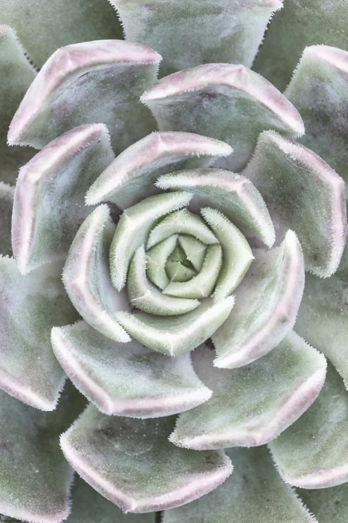 Poszter 30x45cm Pozsgás, Assaf Frank