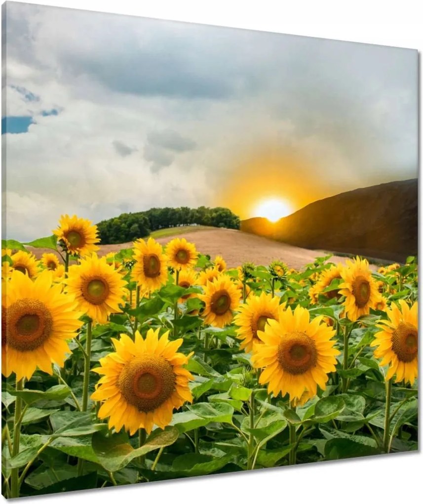 Vászonkép 80x80 Tájkép Napraforgók
