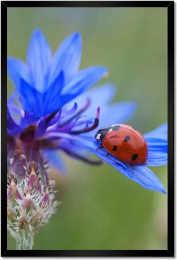 Poszterek keretben 40x60 Haber katicabogárral