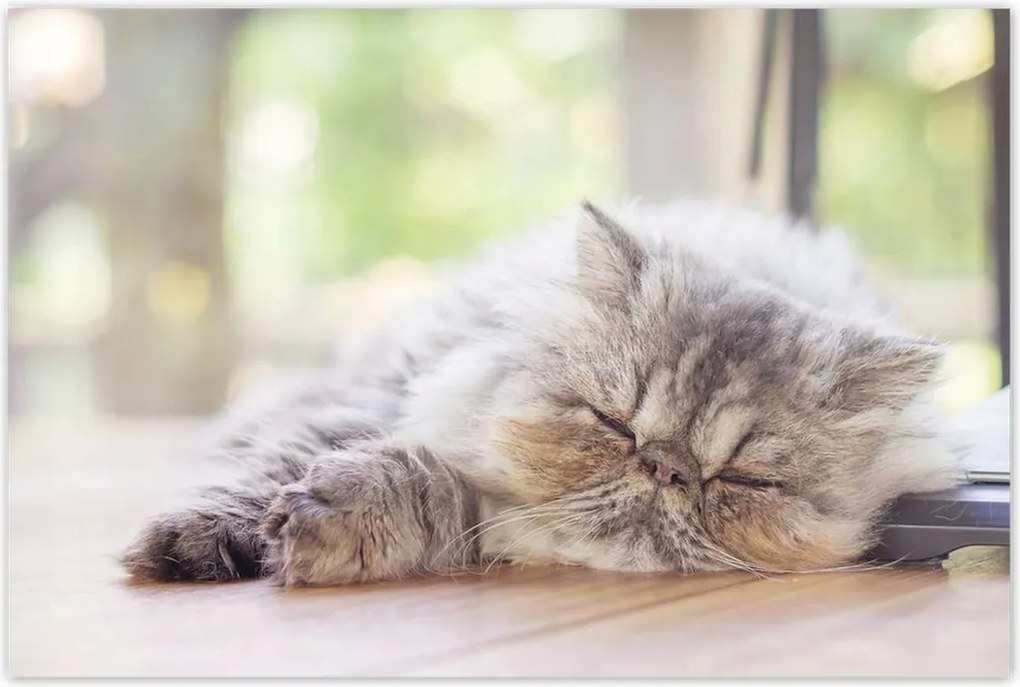 Poszterek 120x80 Cica Cicák