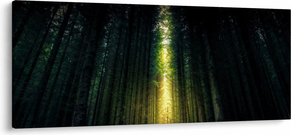 Sötét erdő képe (120x50 cm)
