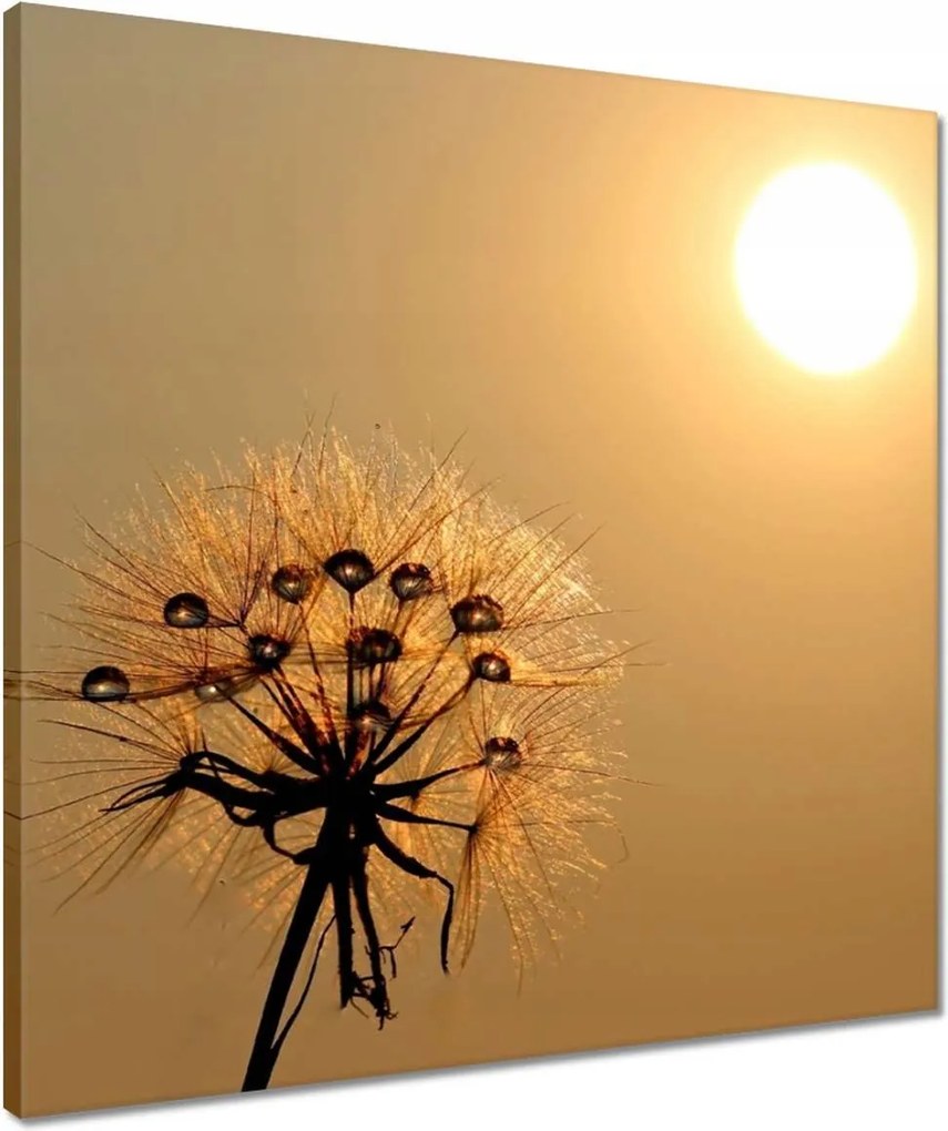 Vászonkép 50x50 Pitypang Virág Virágok