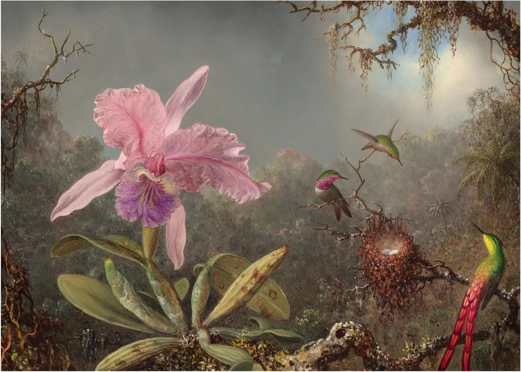 Kép - Martin Johnson Heade, Cattleya Orchid and Three Hummingbirds, reprodukciók (70x50 cm)