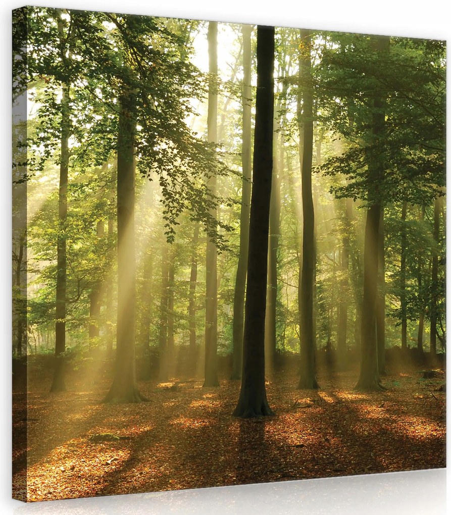 Vászonkép 40x40 Erdei fényharmónia Stílus Öko Nappali