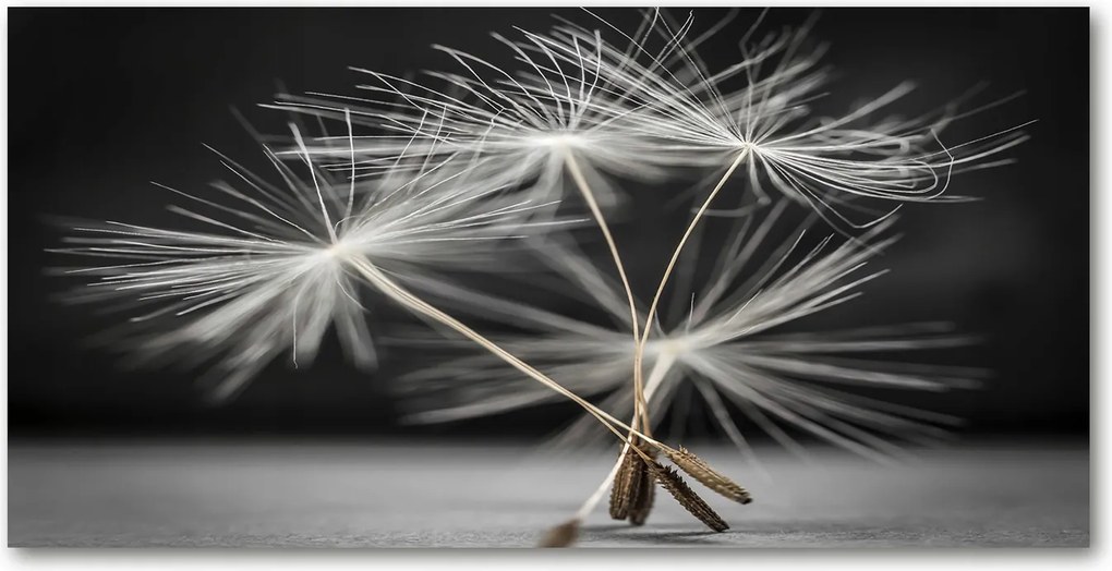 Fotó üvegkép Pitypang magok 140x70