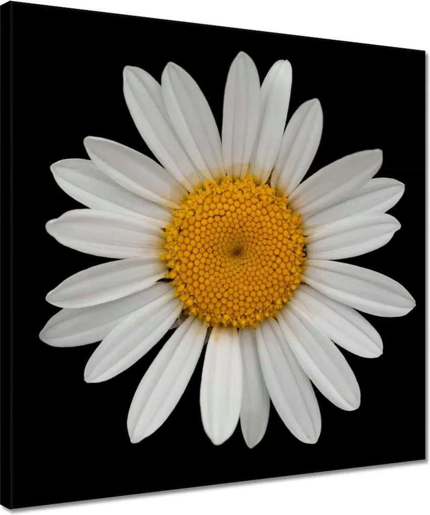 Vászonkép 40x40 Fehér kamillavirágok