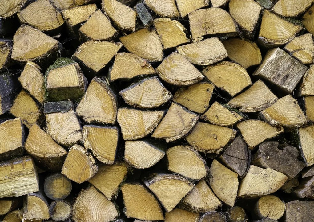 Poszter 84x59,5cm Fa rönkök, Assaf Frank