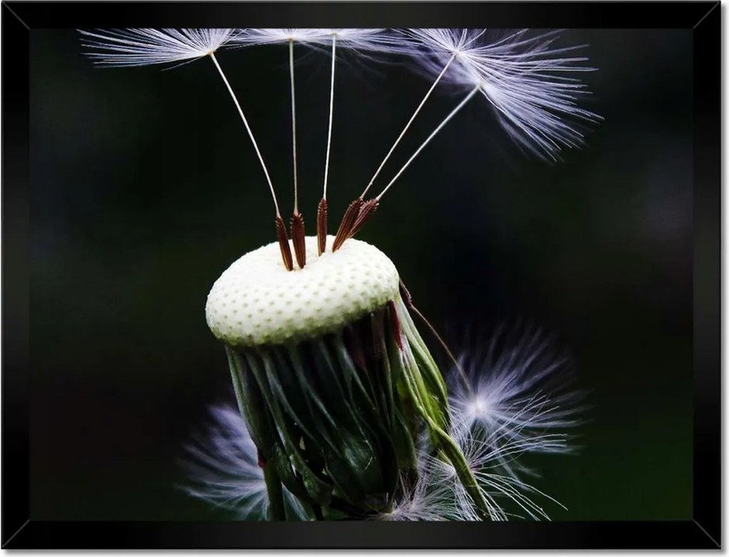 Poszterek keretben 40x30 Pitypang Virág Virágok