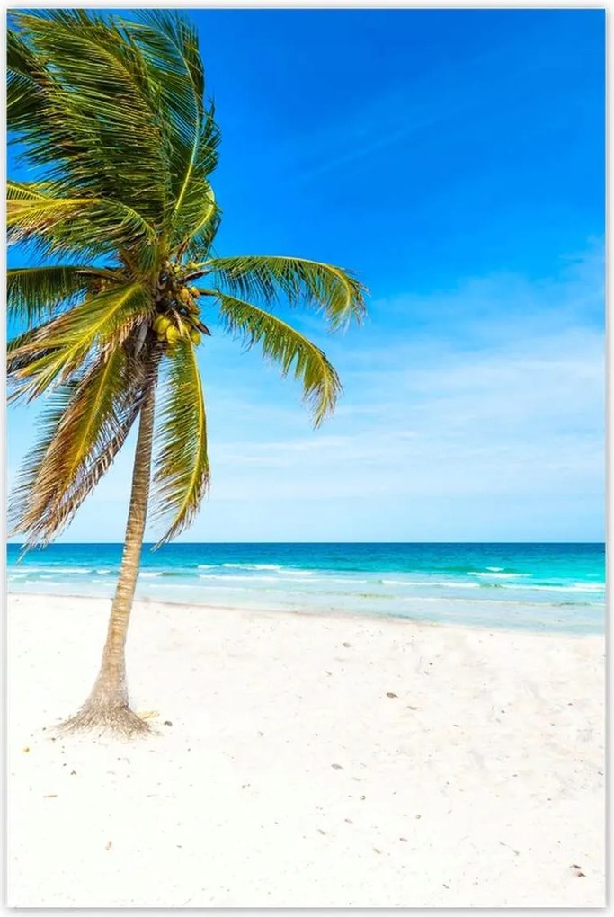 Poszterek 80x120 Trópusok Tájkép Pálma