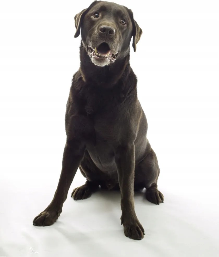 Poszter 70x100cm Barna labrador, fehér alapon, Assaf Frank