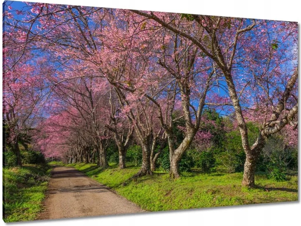 Vászonkép 120x80 Virágzó cseresznye