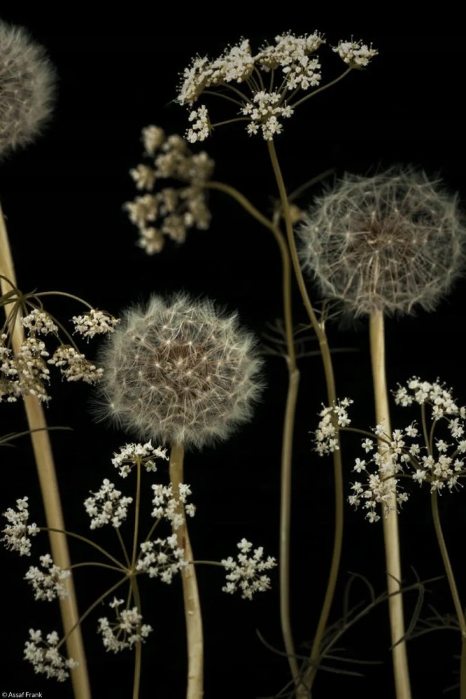 Poszter 20x30cm Réti virágok, Assaf Frank