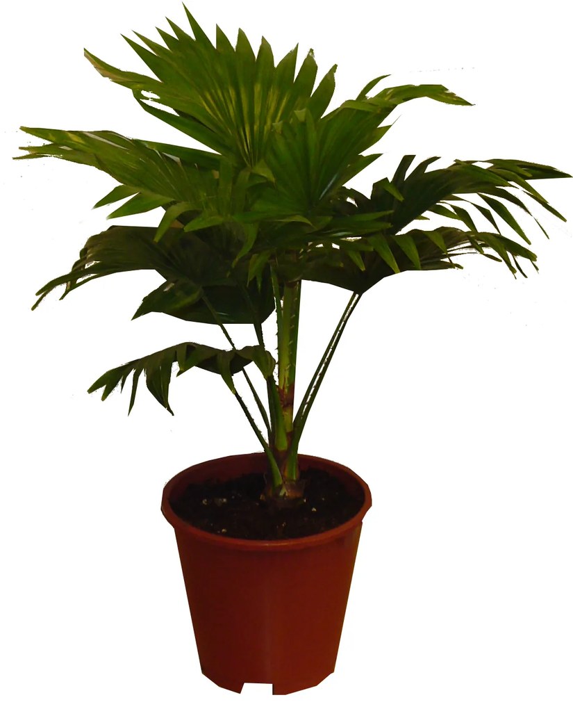 IBH EURÓPAI PÁLMA CS:15CM CHAMAEROPS HUMILIS