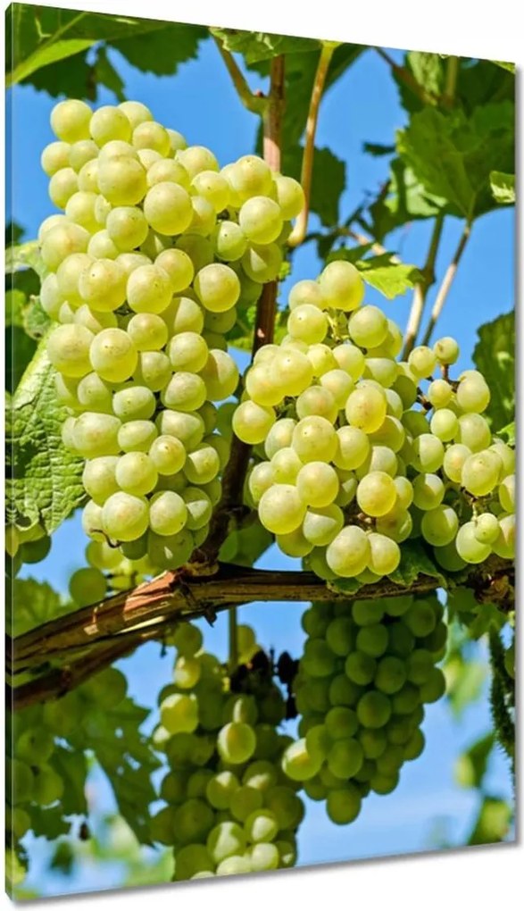 Vászonkép 80x120 Zöld szőlő