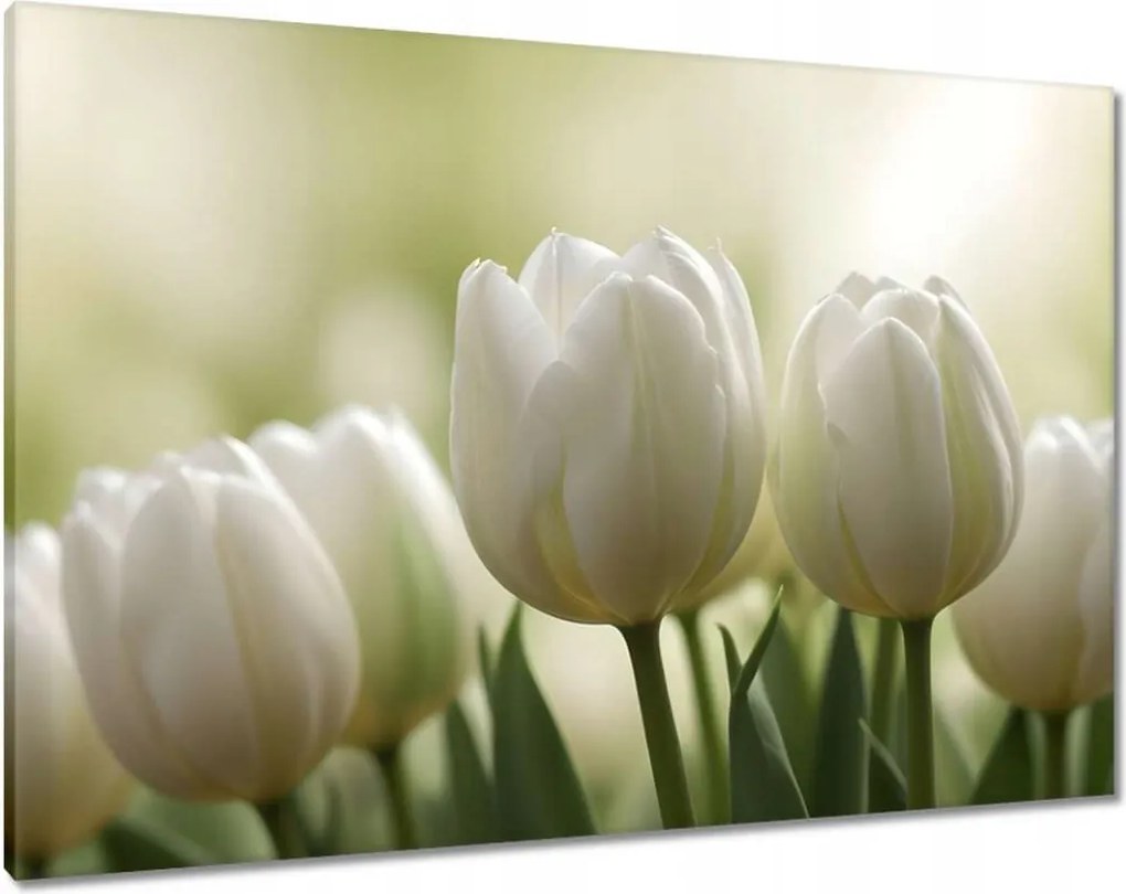 Vászonkép 100x70 Fehér tulipánok