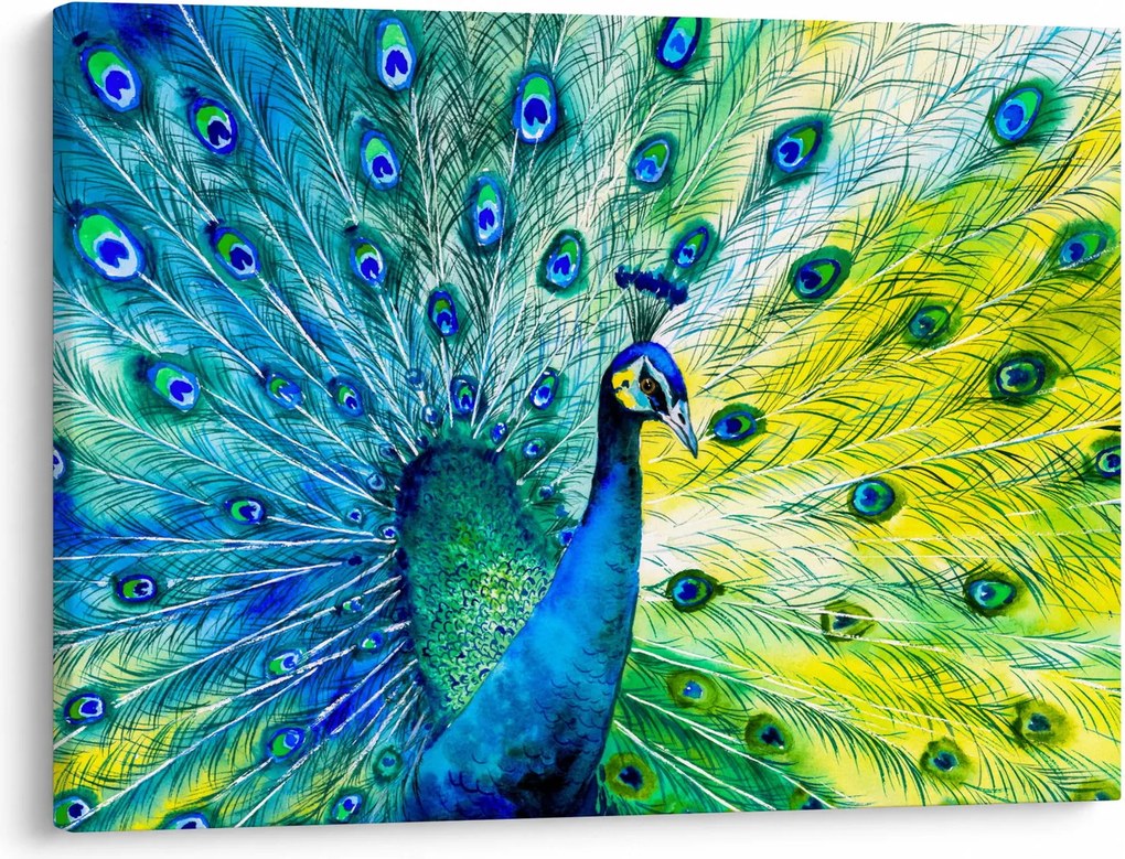 Páva képe (70x50 cm)