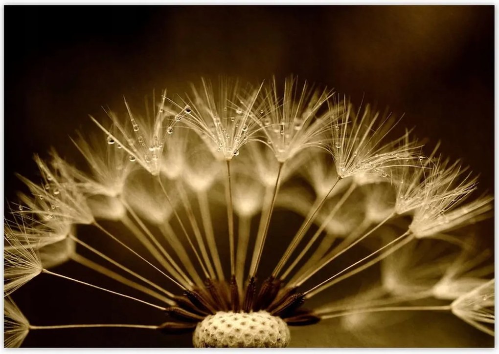 Poszterek 100x70 Pitypang Virág Virágok