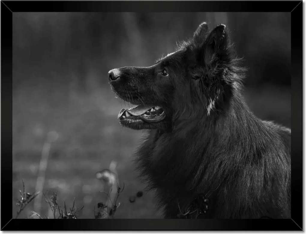 Poszterek keretben 40x30 Német juhászkutya