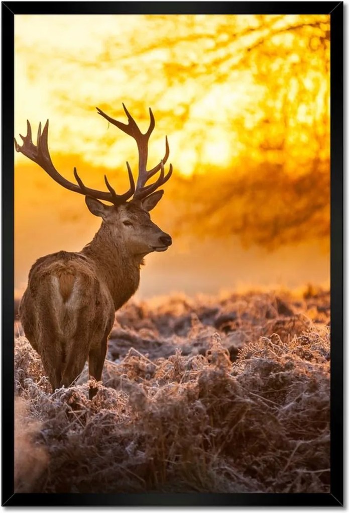 Poszterek keretben 40x60 Szarvas napfelkeltekor