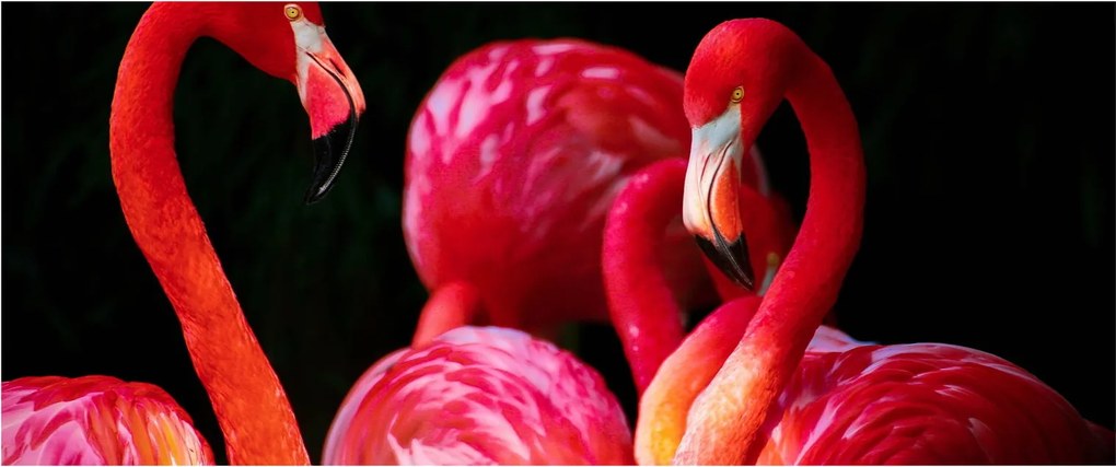 Vörös flamingók képe (120x50 cm)