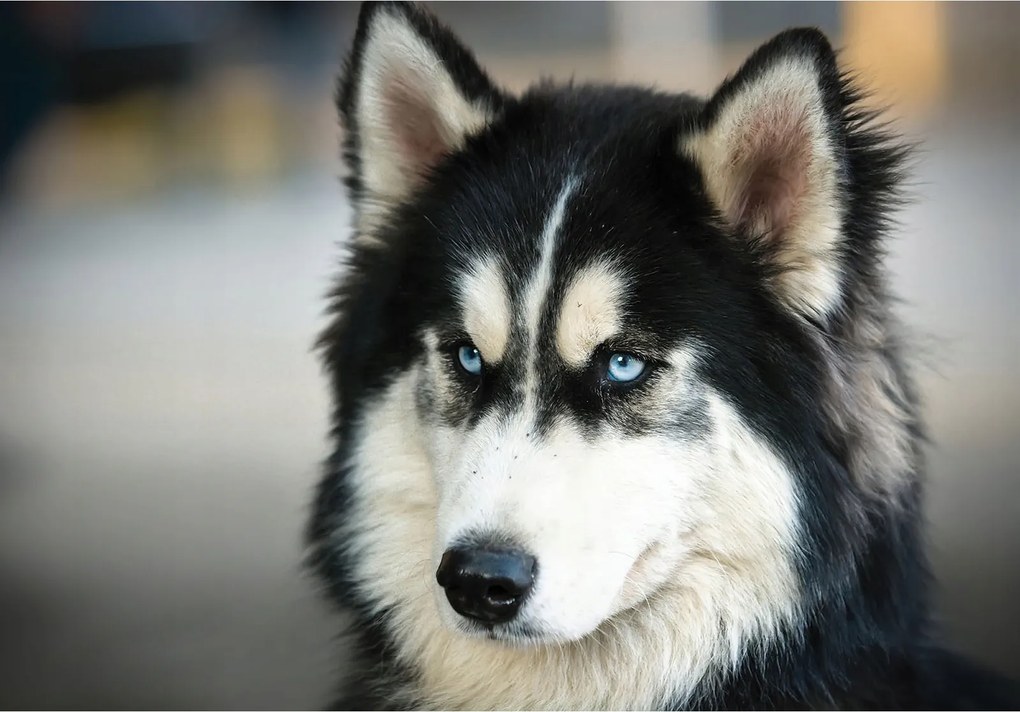 Fotótapéta flizelina Husky Kék szemek Természet Nyugalom Design 416x290 +ragasztó