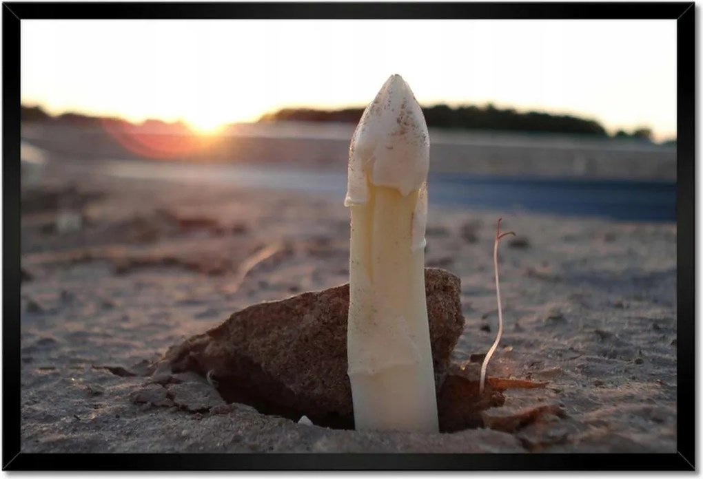 Poszterek keretben 60x40 Első spárga