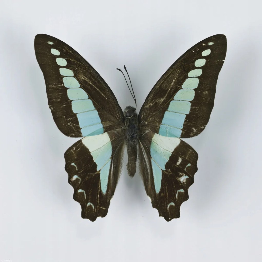 Poszter 40x40cm Pillangó fehér alapon 8, Assaf Frank