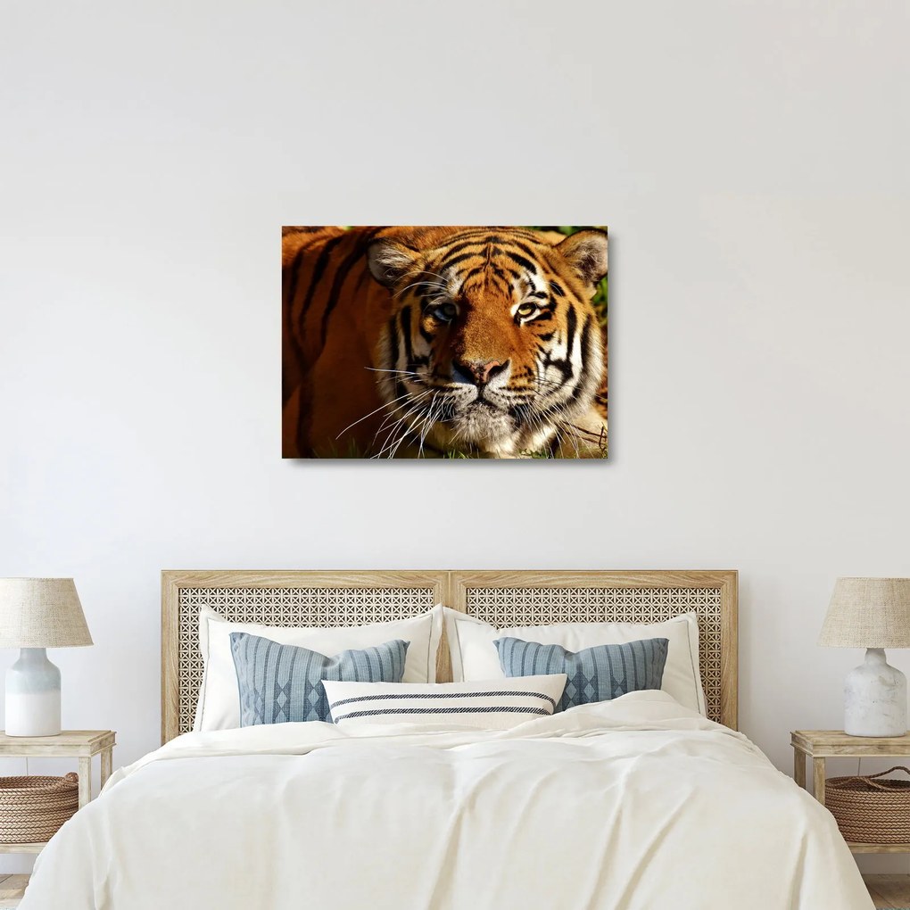Tigris képe (üvegen) (70x50 cm)