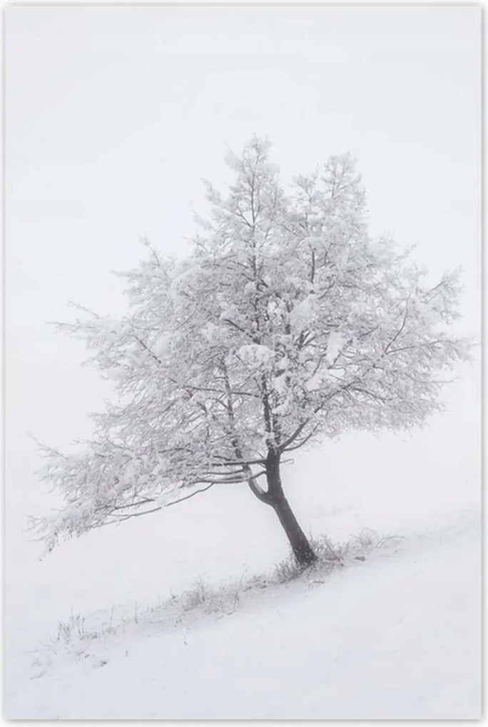 Poszterek 80x120 Fa Kilátás