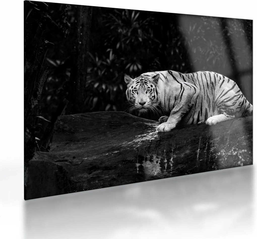 Kép - albínó tigris, fekete-fehér (üvegen) (70x50 cm)