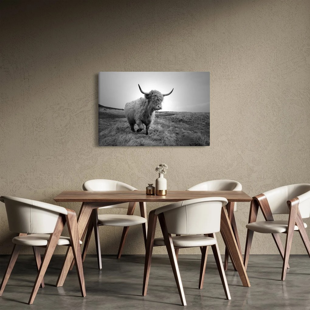 Kép - Skót tehén, fekete-fehér (90x60 cm)