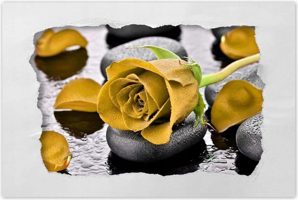 Poszterek 120x80 Sárga rózsa köveken