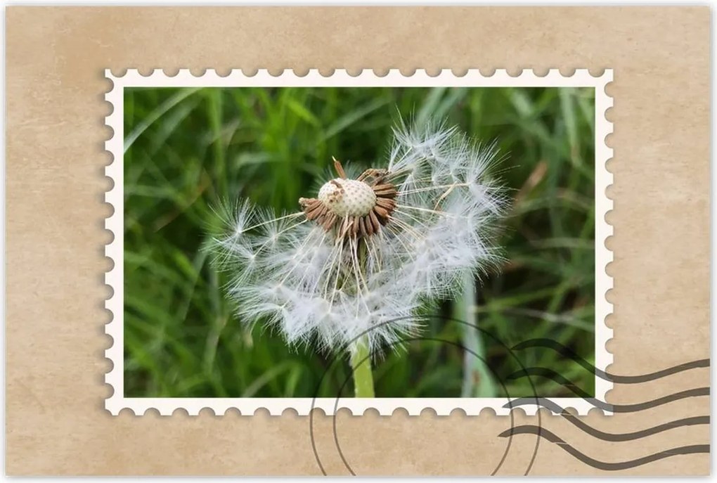 Poszterek 120x80 Pitypang Virág Virágok