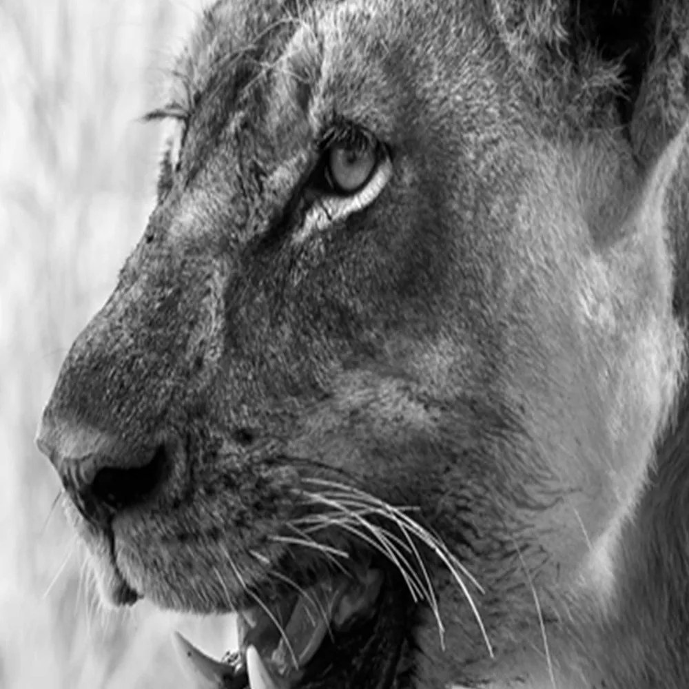 Gario Paraván Lioness Méret: 180 x 170 cm, Kivitelezés: Klasszikus paraván