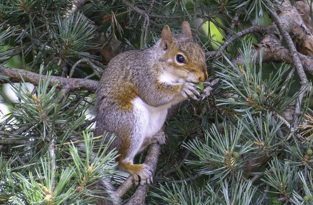 Poszter 91,5x60cm Mókus, Assaf Frank