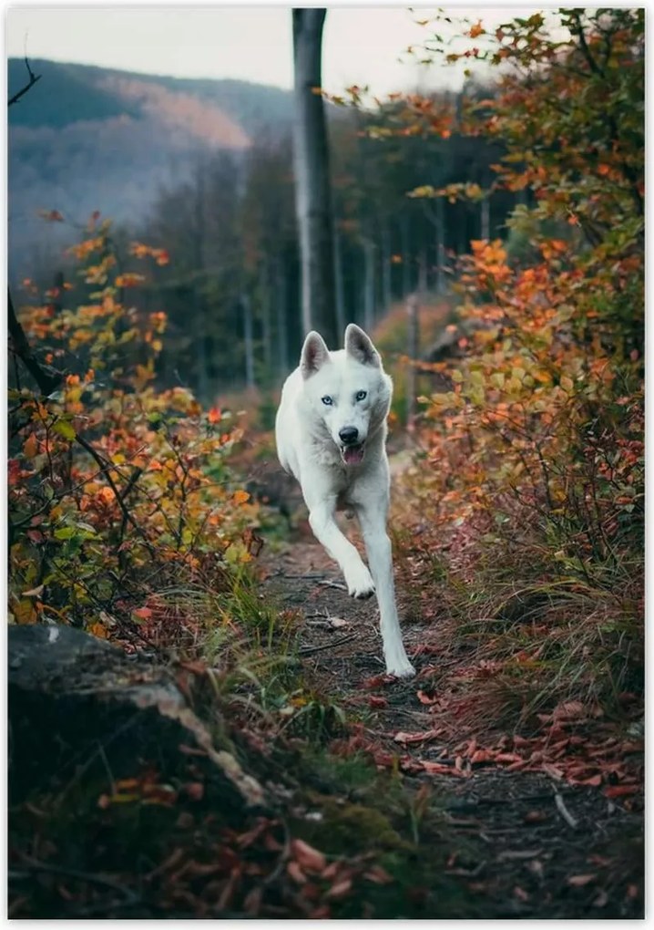 Poszterek 70x100 Kutya Kutyák