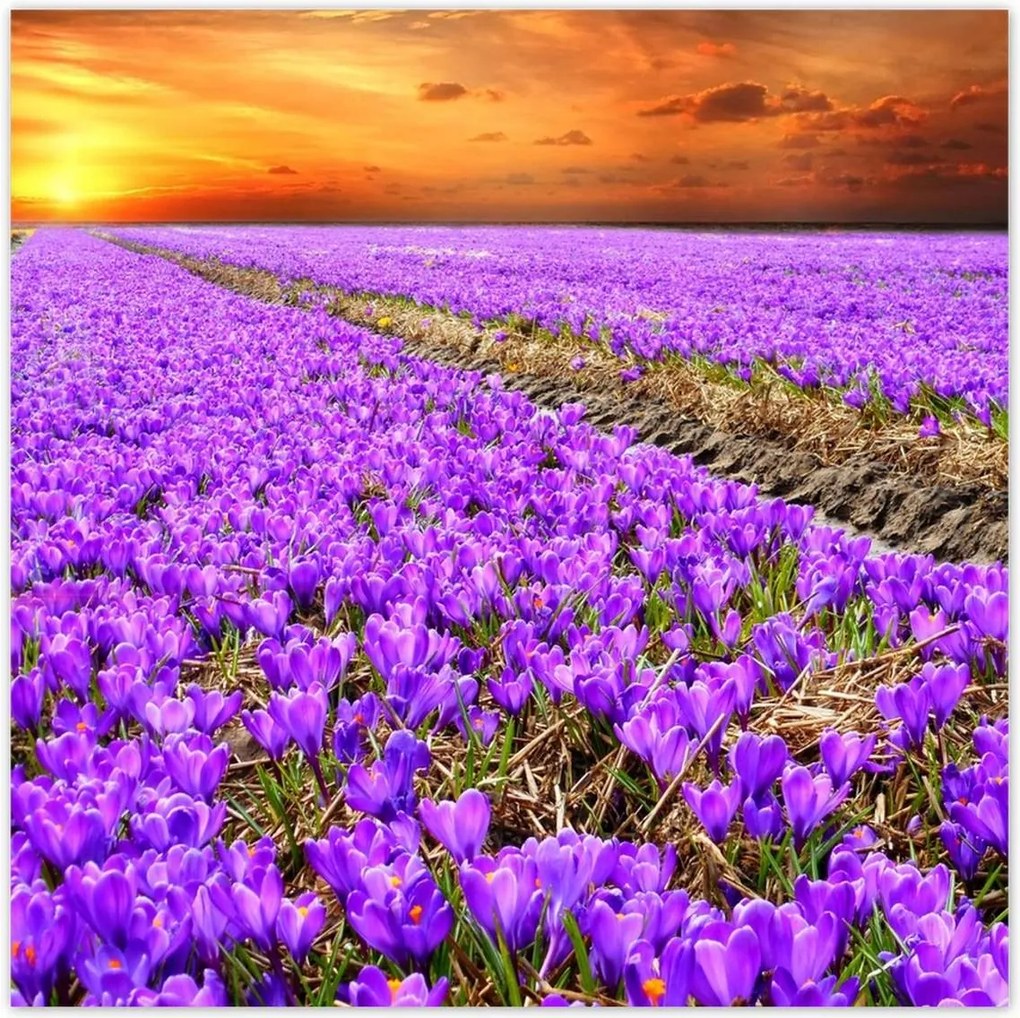 Poszterek 100x100 A krókuszok tengere