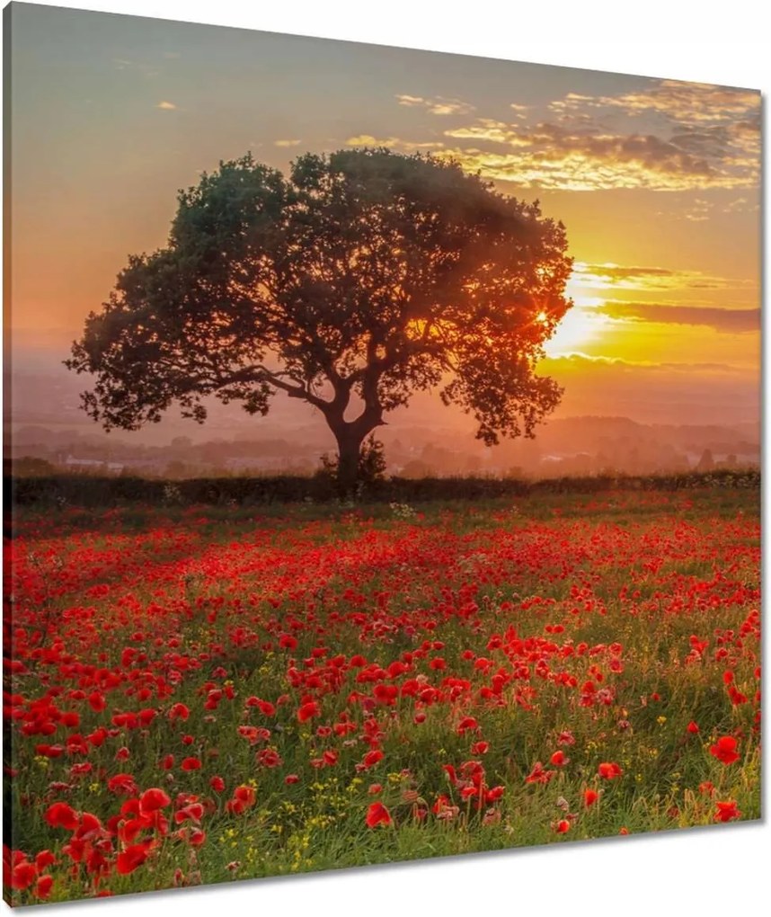 Vászonkép 80x80 Pipacsok a mezőn Tájkép