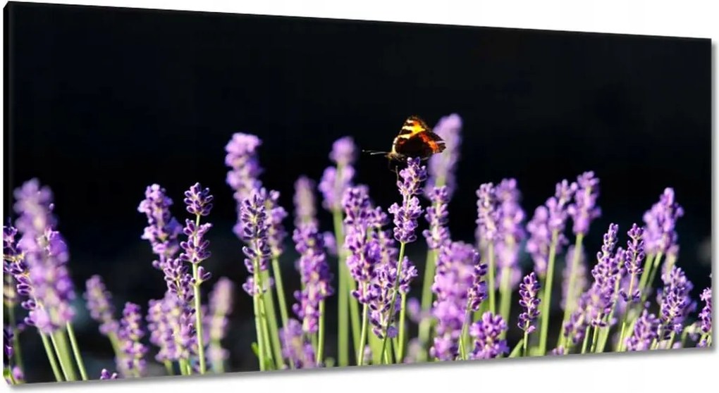 Vászonkép 115x55 Gyönyörű pillangó a levendulán