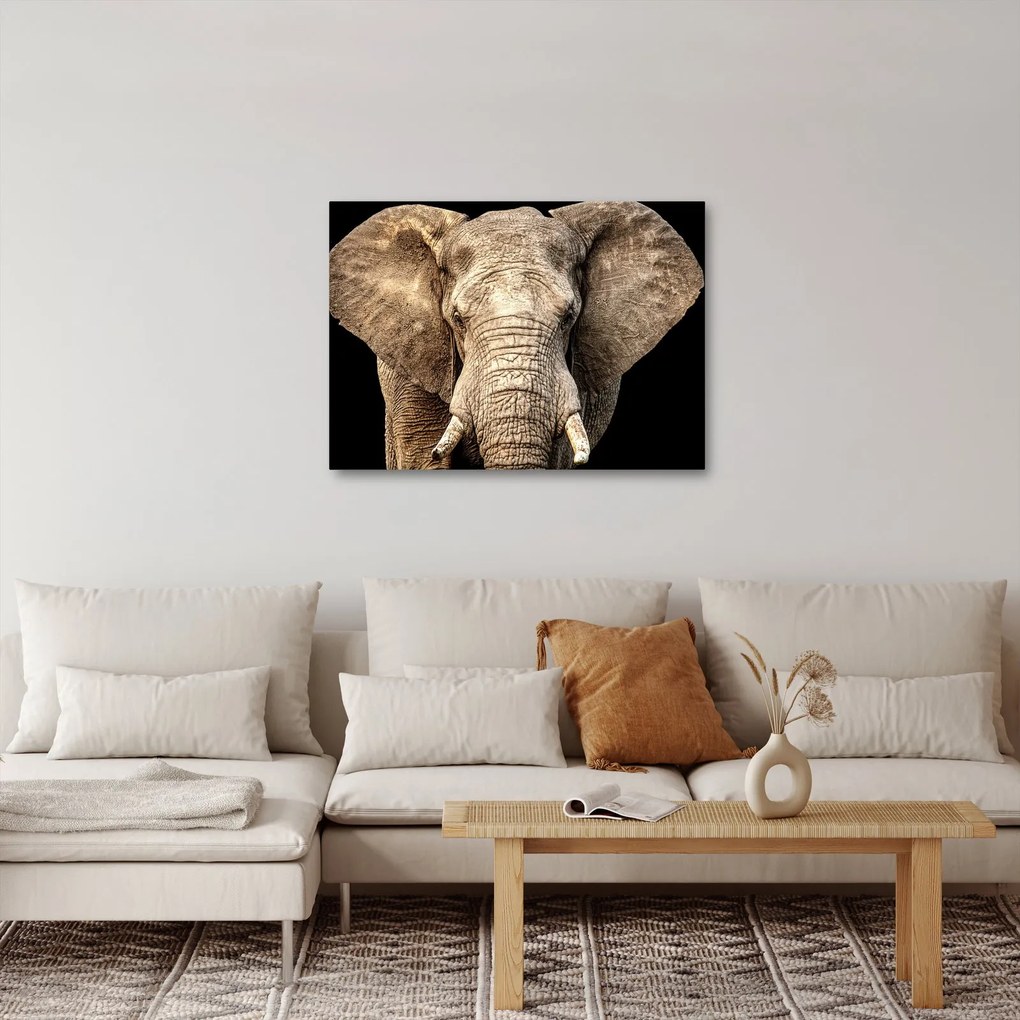 Kép - Afrikai elefánt (70x50 cm)