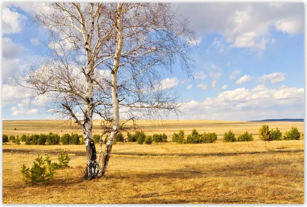 Poszterek 120x80 Nyírfa a mezőn Tájkép