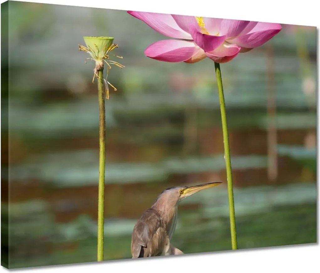 Vászonkép 40x30 Kalapos madár Tájkép Kilátás