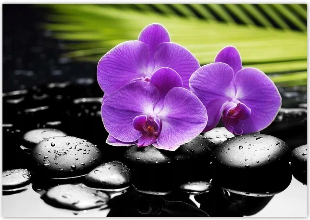 Poszterek 100x70 Lila orchideák