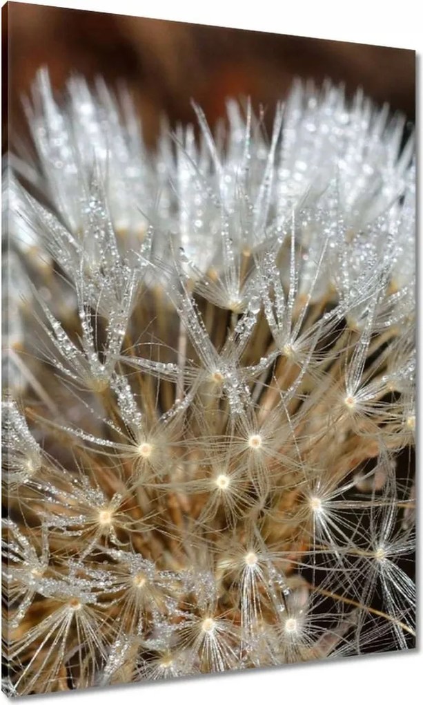 Vászonkép 70x100 Pitypang Virág Virágok