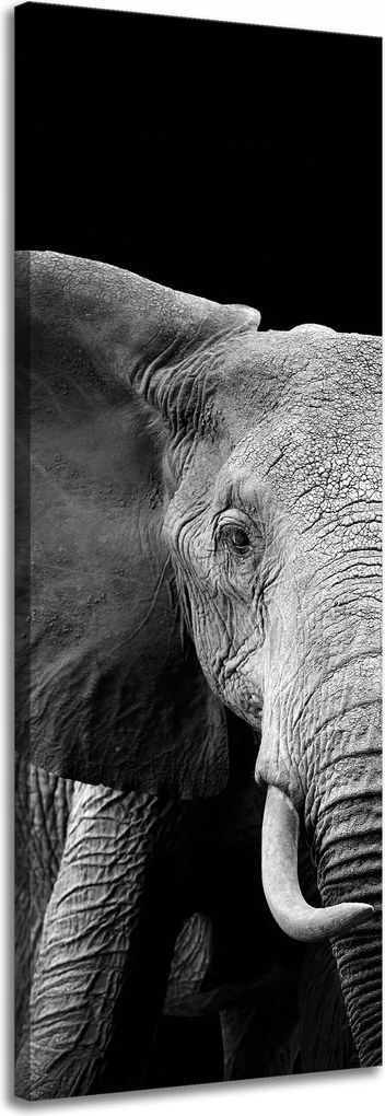 Vászonkép Szürke Nagy Elefánt fekete háttérrel 40x120 cm