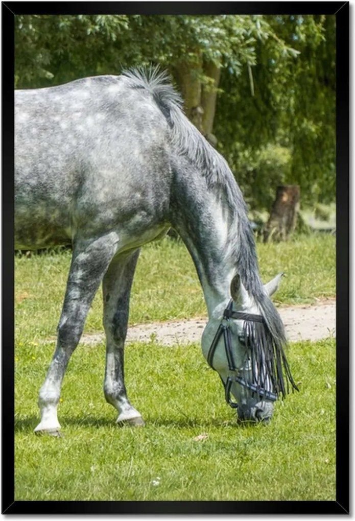 Poszterek keretben 40x60 A legelőn