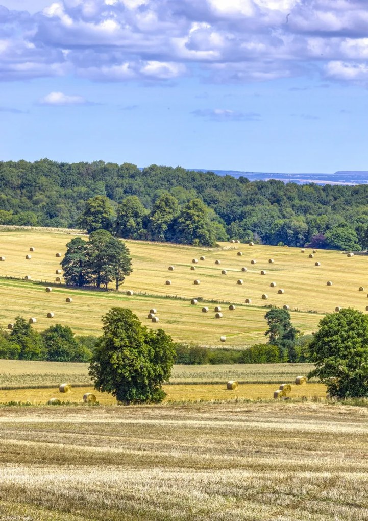 Poszter 21x29,7cm Szénaláb a mezőkön, Assaf Frank