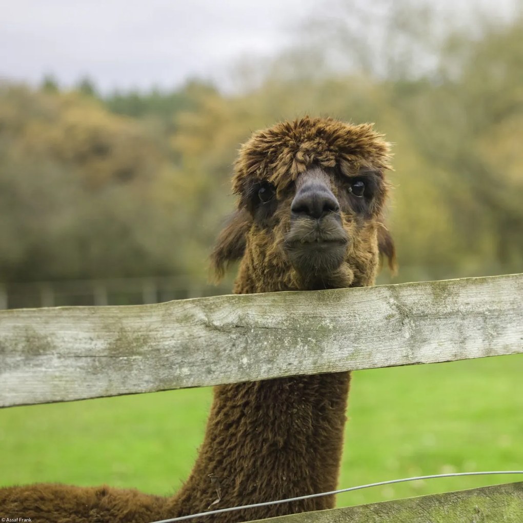 Poszter 30x30cm Közelkép az Alpokról, Assaf Frank
